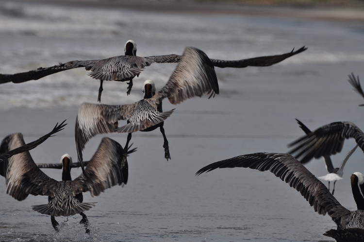 pelicans in flight